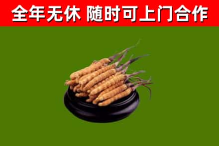 宝山烟酒回收冬虫夏草.jpg